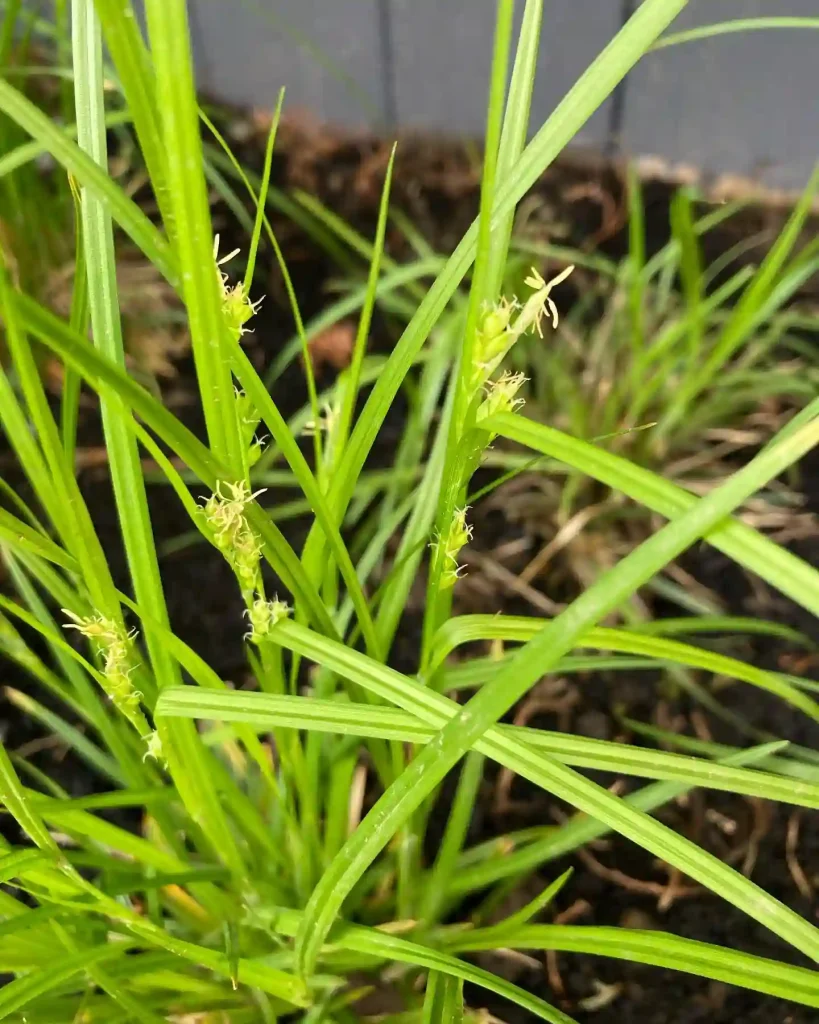 Carex Amphibola