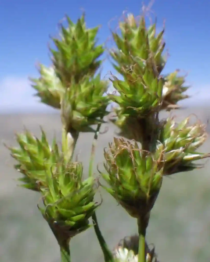 Carex Brevior