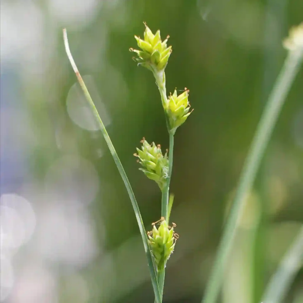 Carex Canes