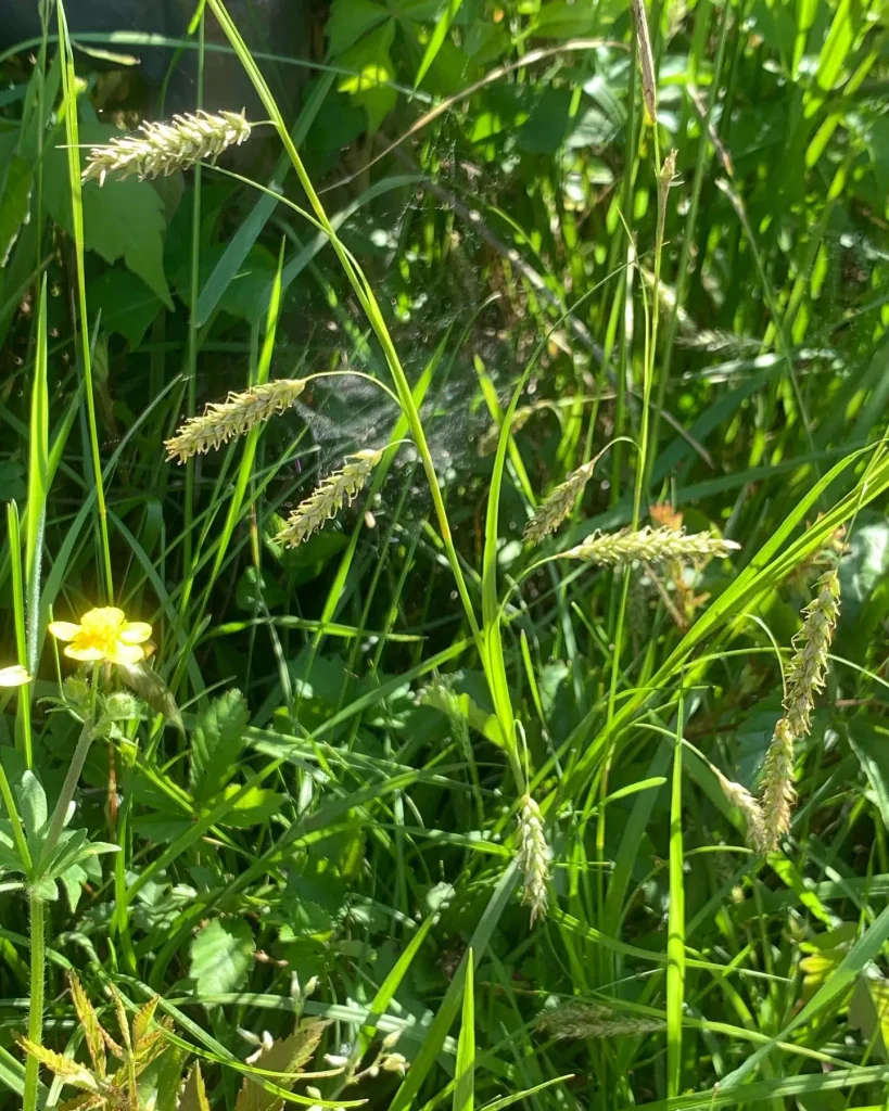 Carex Cherokeensis