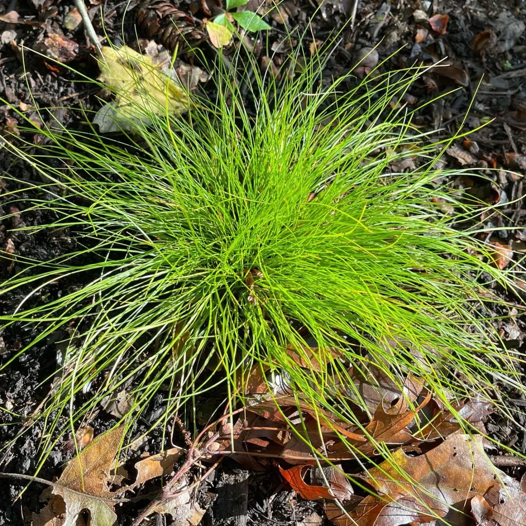 Carex Eburnea