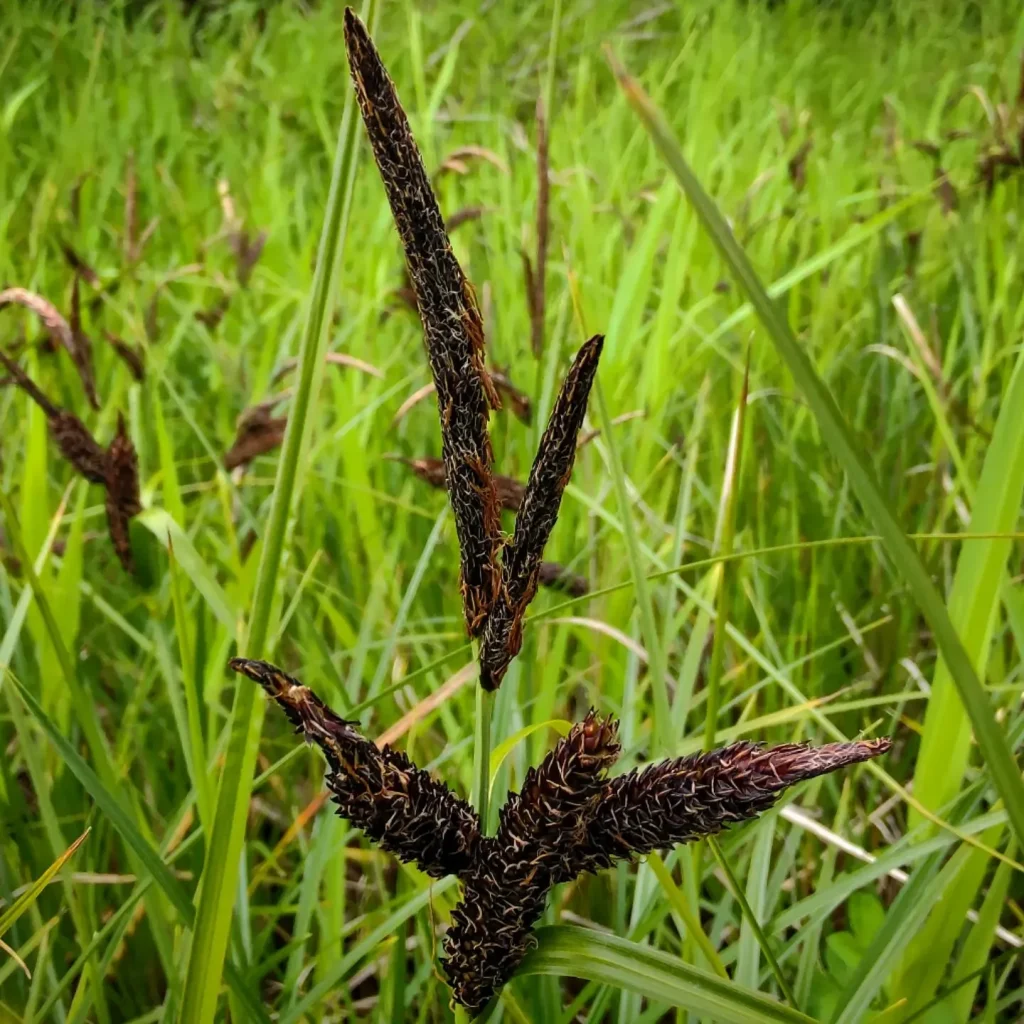 Carex Obnupta