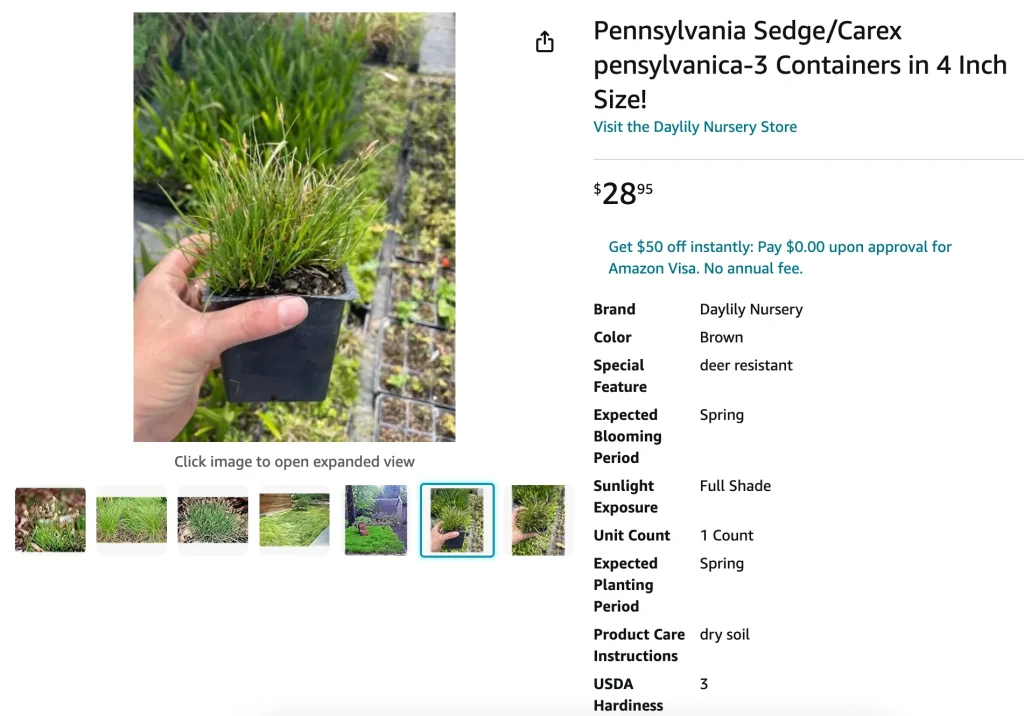 Carex Pennsylvanica | Monsteraholic