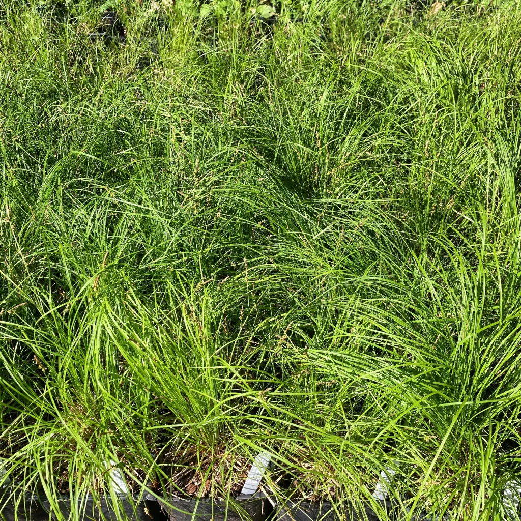 Carex Pennsylvanica