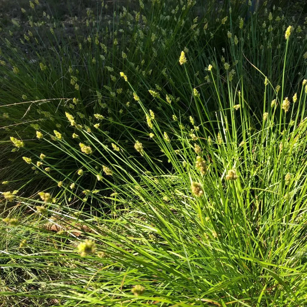 Carex Texensis