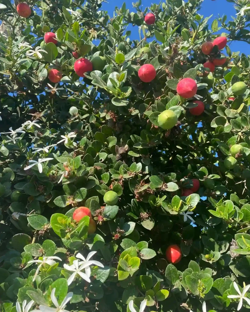 Carissa Macrocarpa