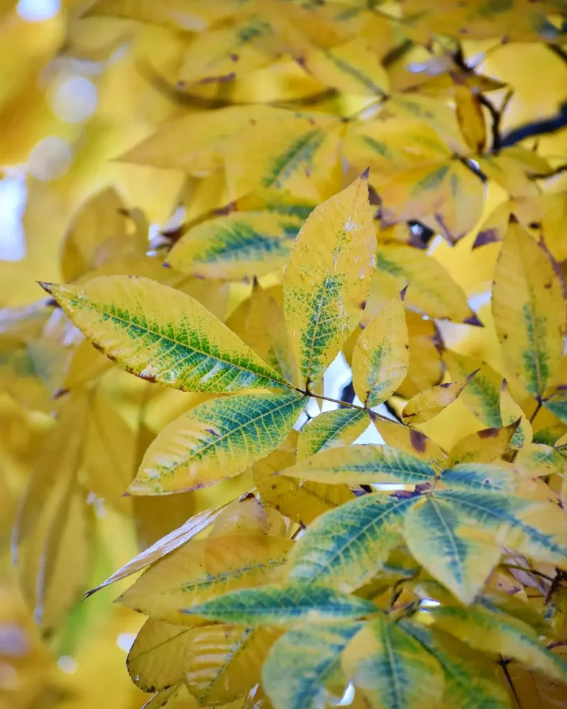 Carya Cordiformis