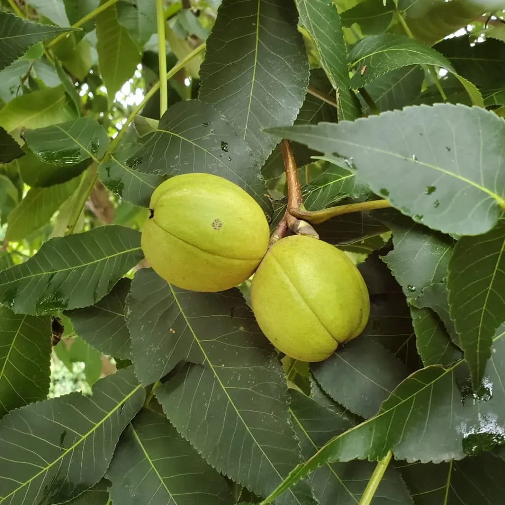 Carya Laciniosa