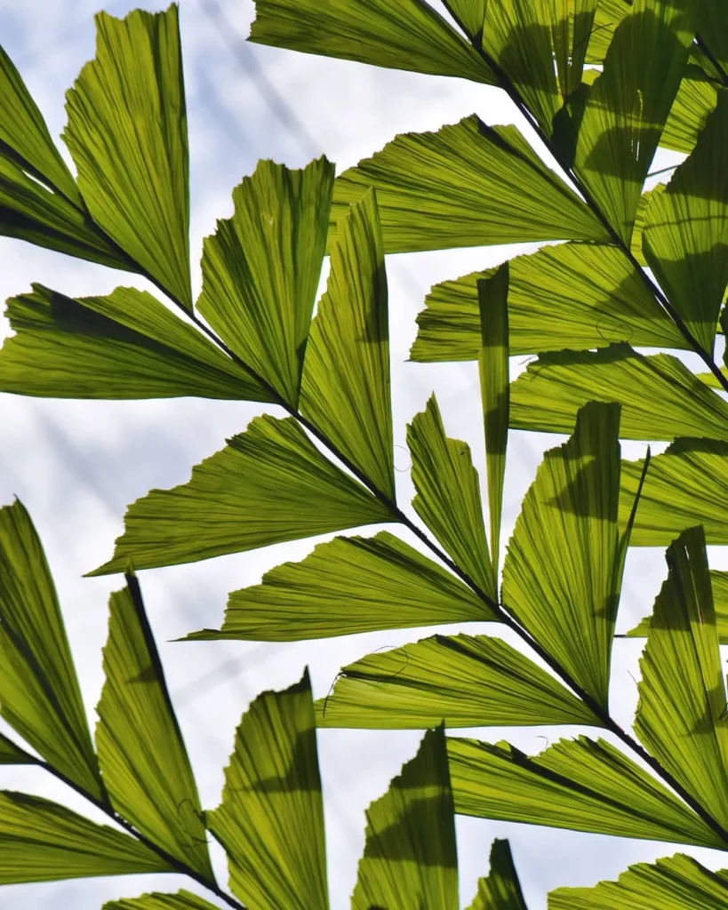 Caryota Mitis