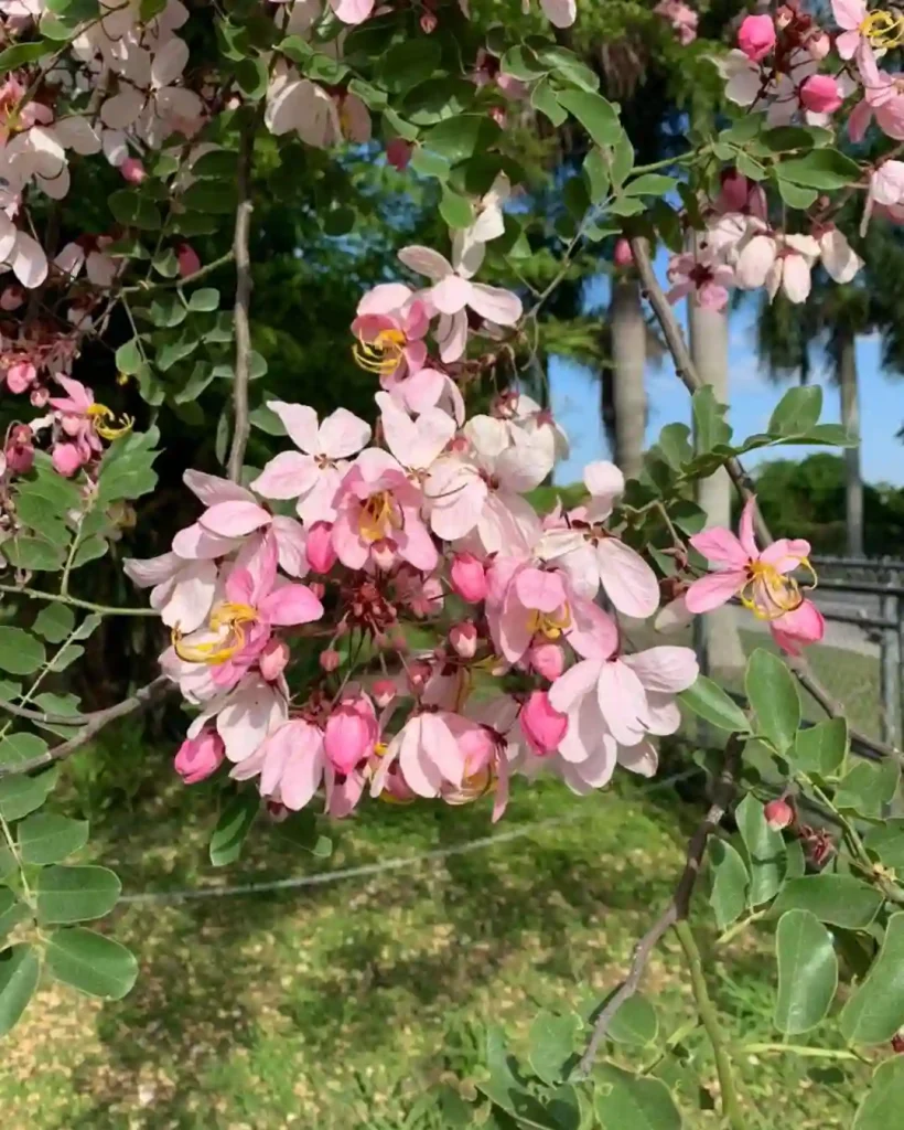 Cassia Javanica