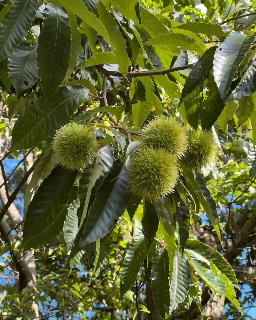 Castanea Crenata