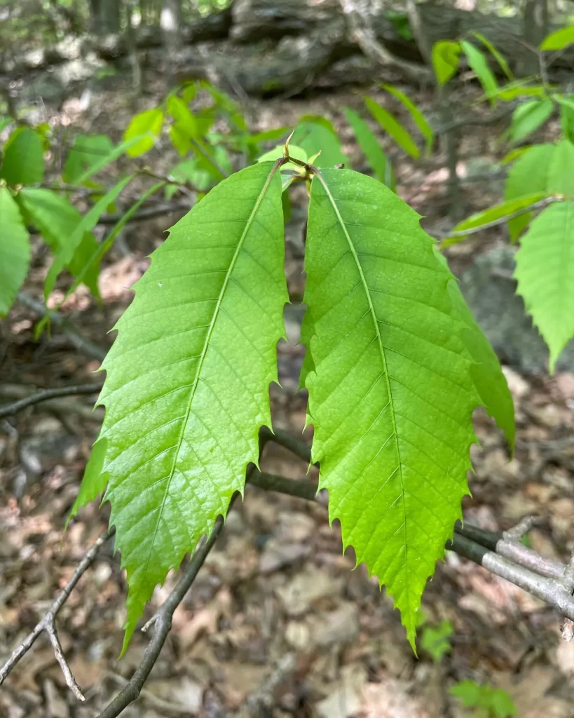 Castanea Dentata