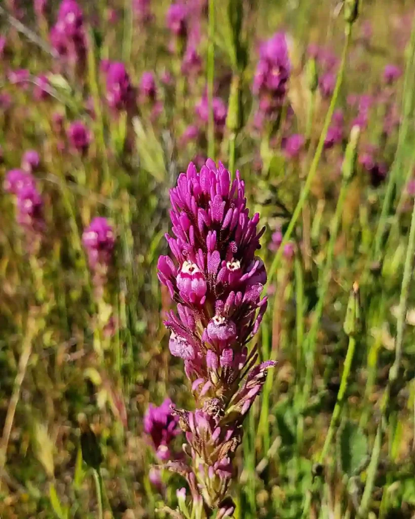 Castilleja Exserta