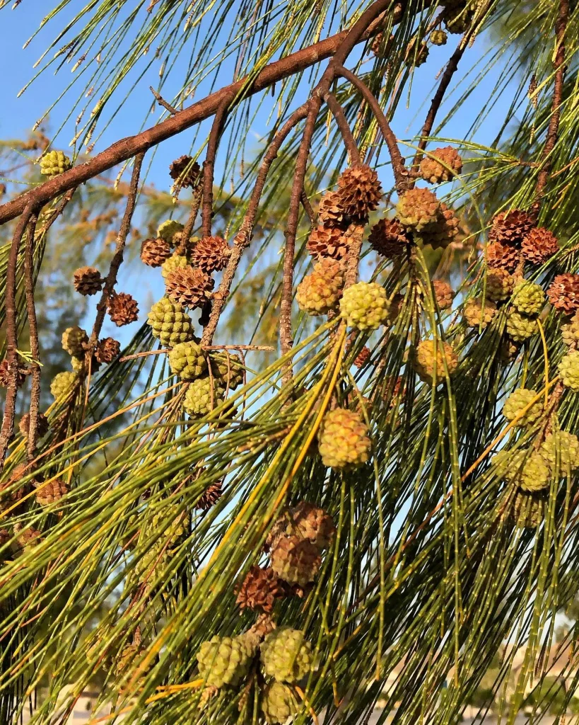 Casuarina Equisetifolia