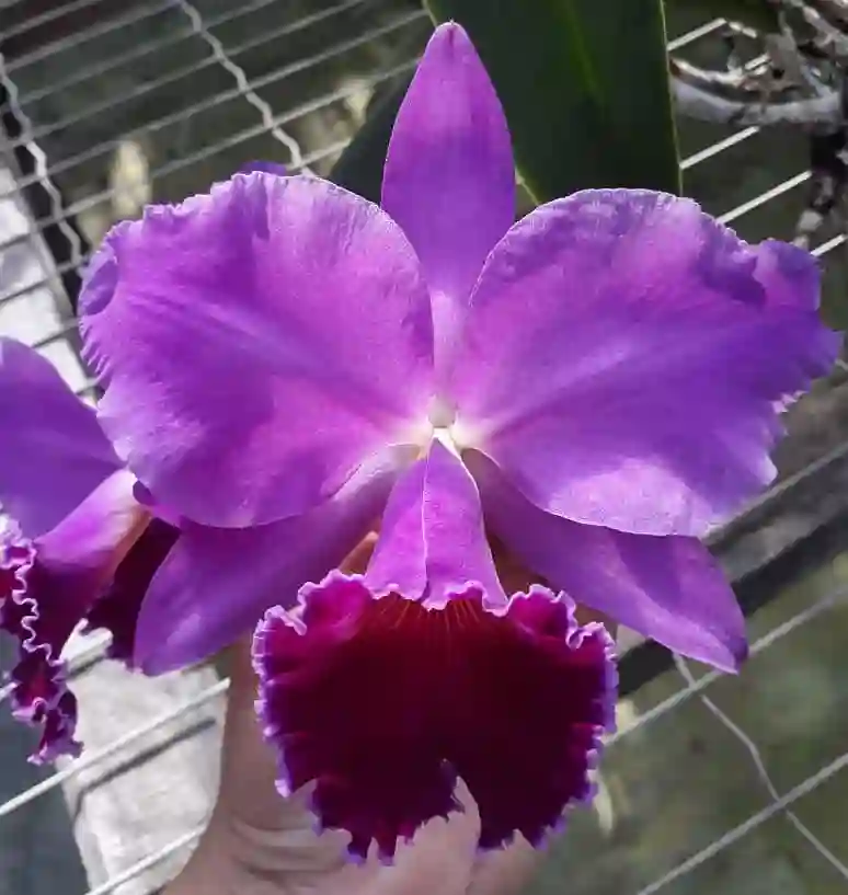 Cattleya Labiata