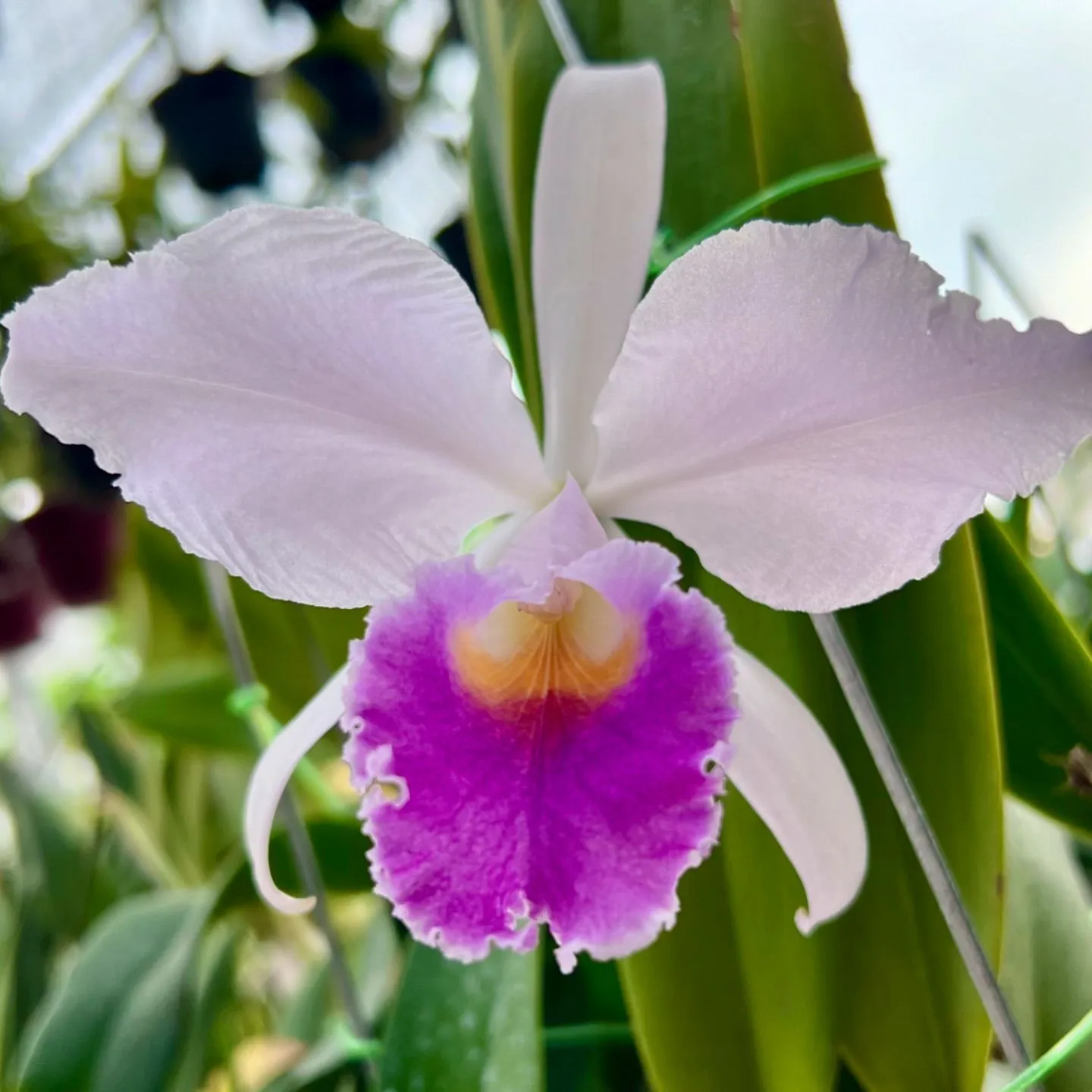 Plant FAQs Cattleya Trianae Christmas Orchid