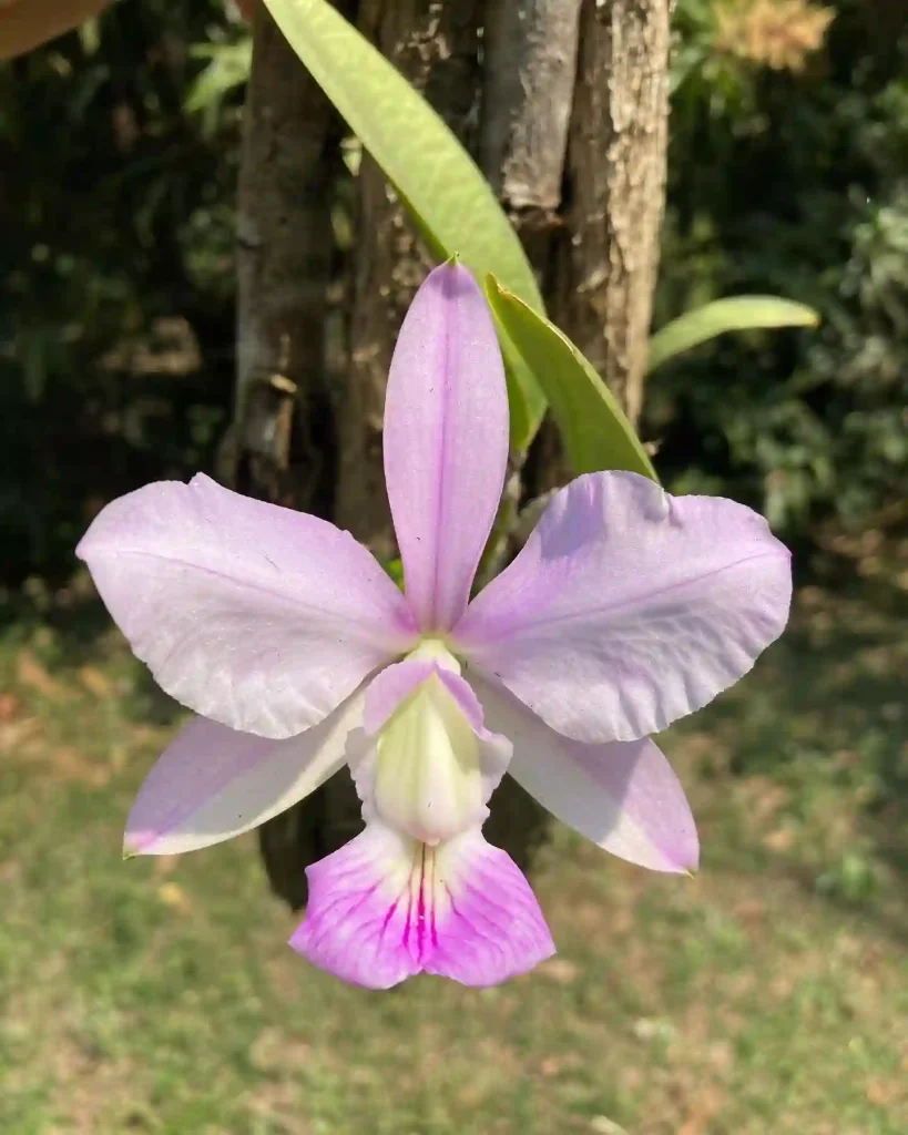 Cattleya Walkeriana