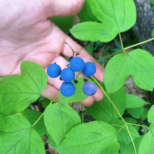 Caulophyllum Thalictroides