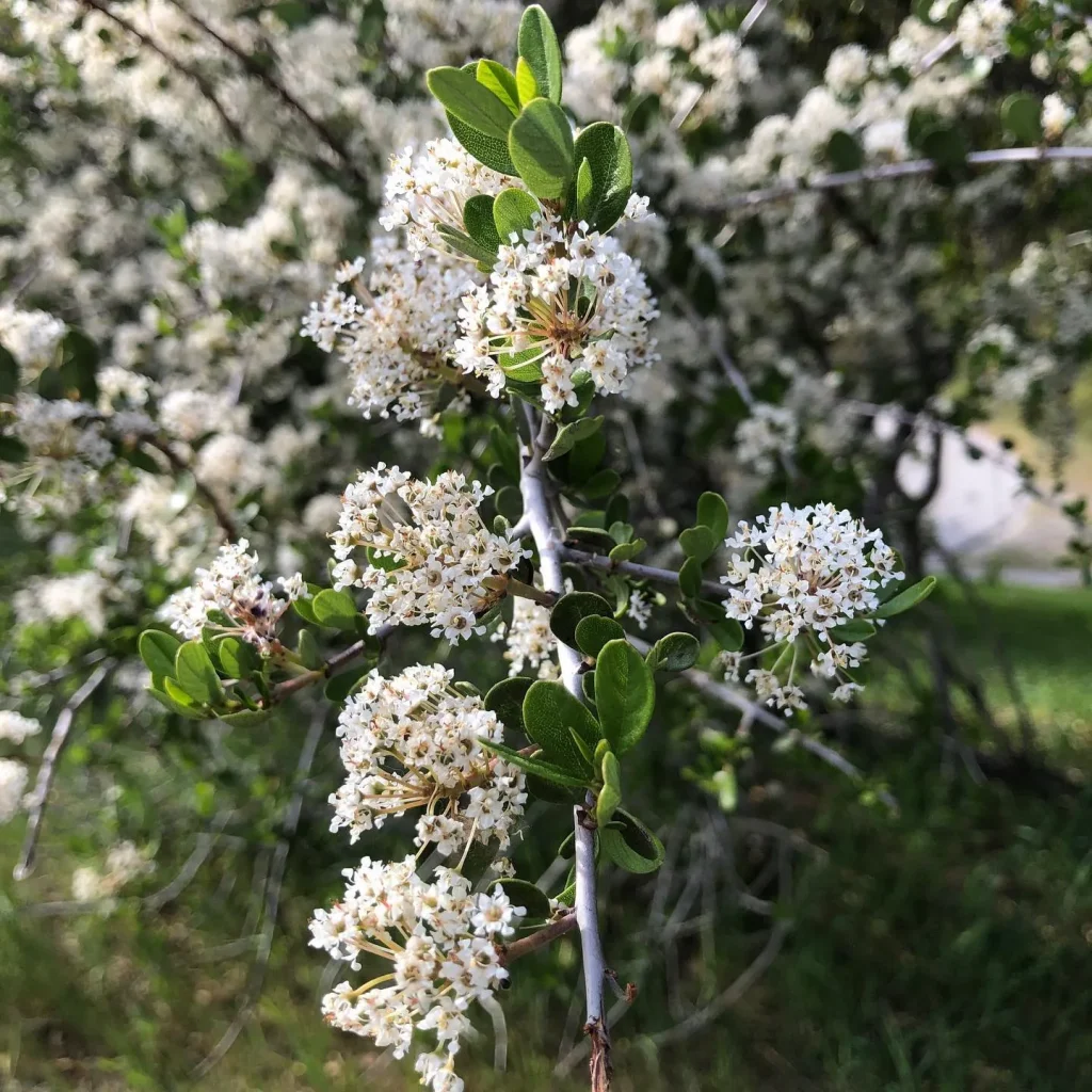 Ceanothus Cuneatus