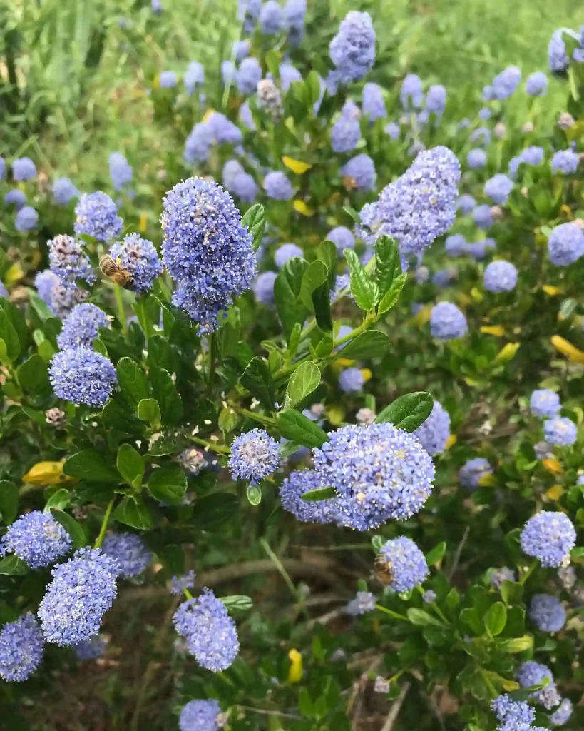 Plant FAQs: Ceanothus Griseus