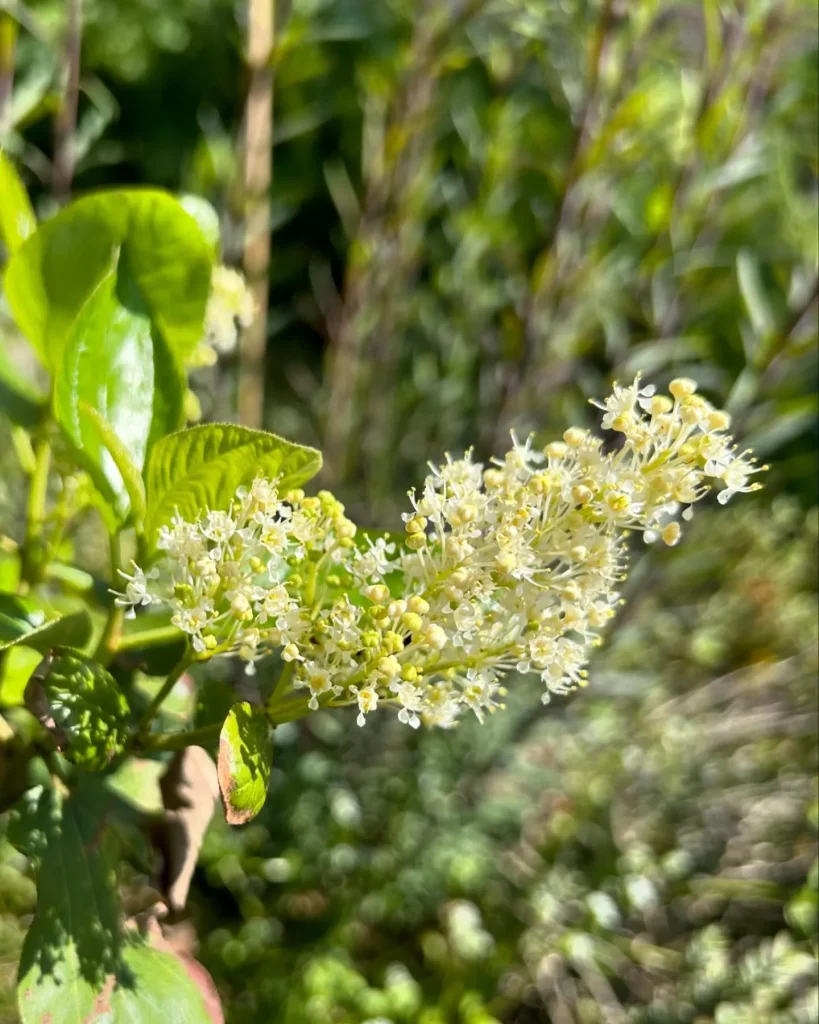 Ceanothus Velutinus