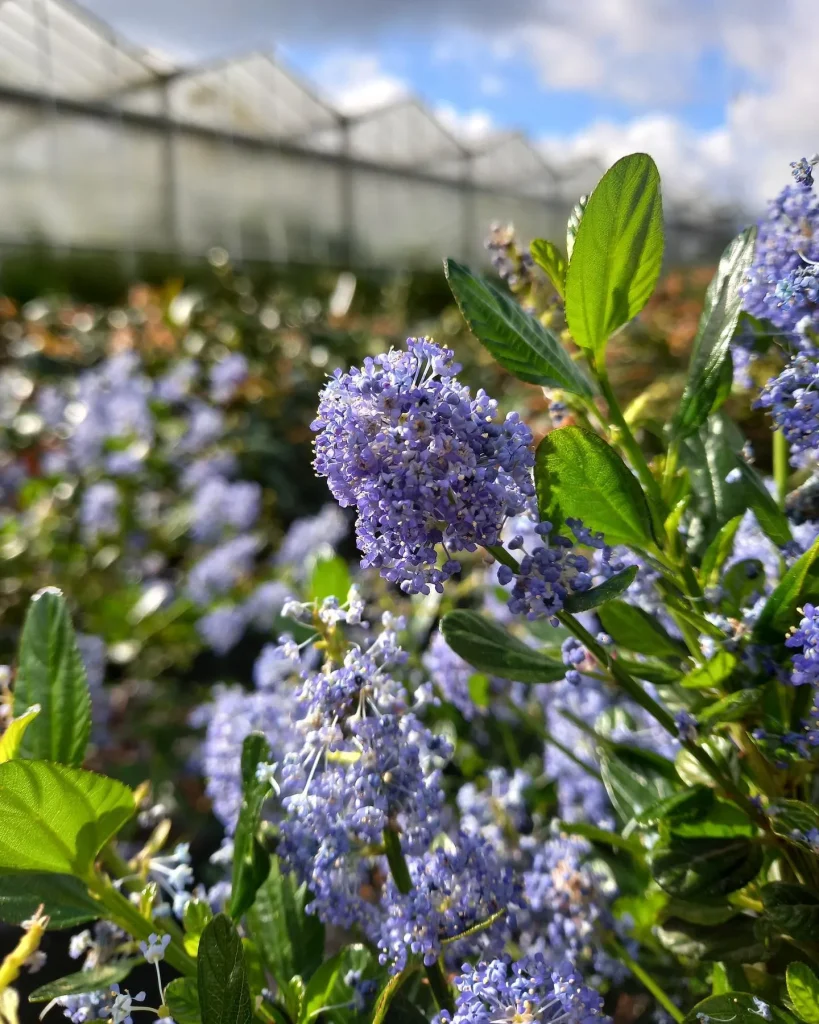 Ceanothus Victoria