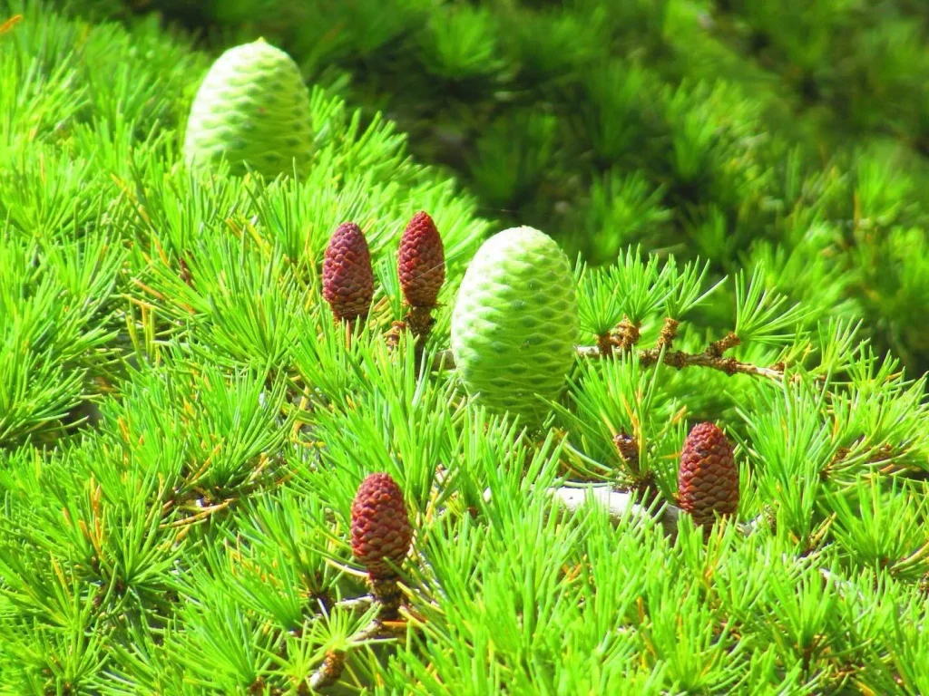 Cedrus Libani