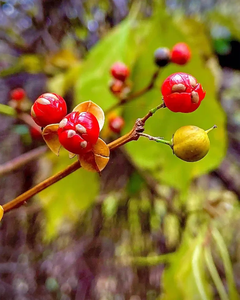 Celastrus Scandens