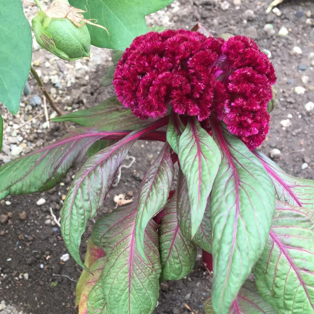 Celosia Dracula