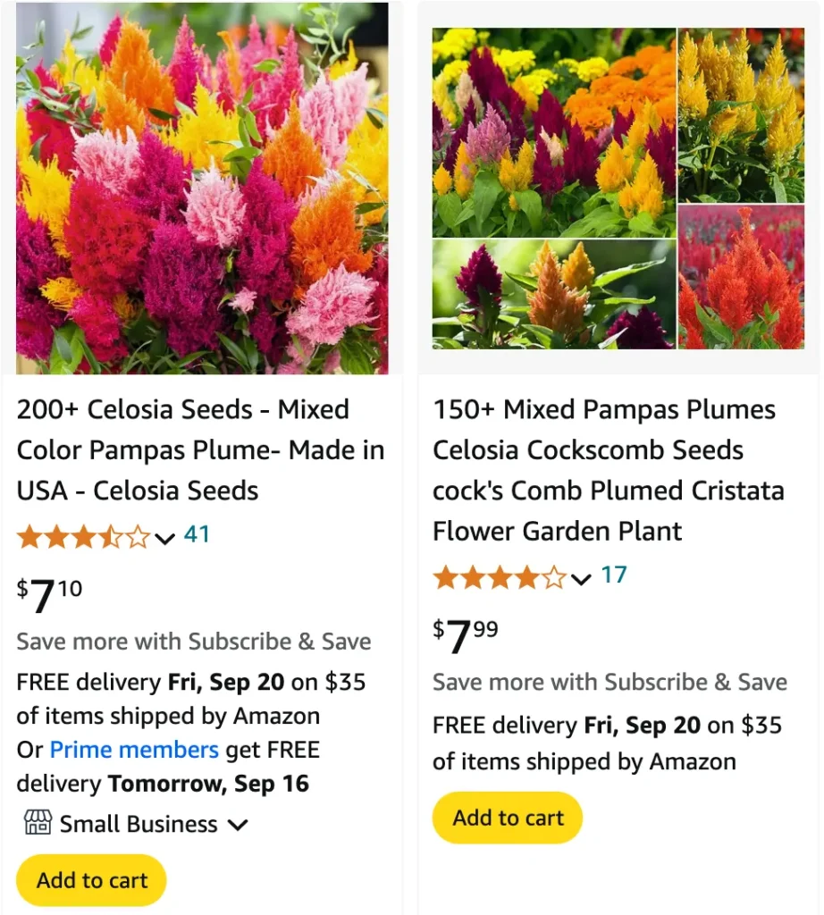 Celosia Pampas Plume | Monsteraholic