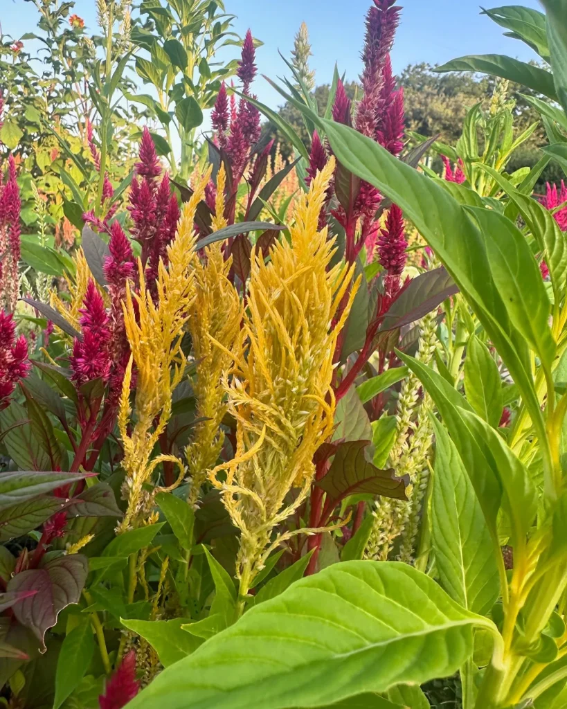 Celosia Pampas Plume