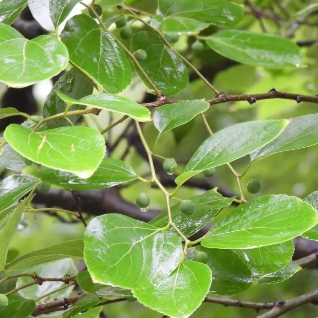 Celtis Sinensis