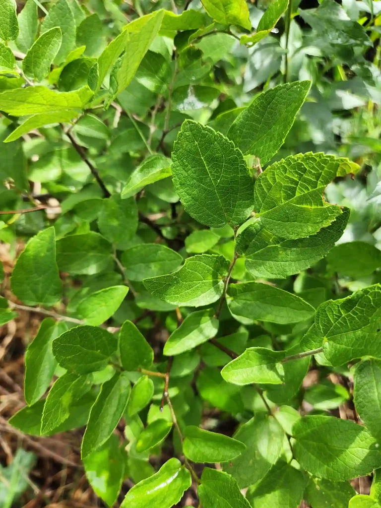 Plant FAQs: Celtis Tenuifolia – Slim Leaf Hackberry