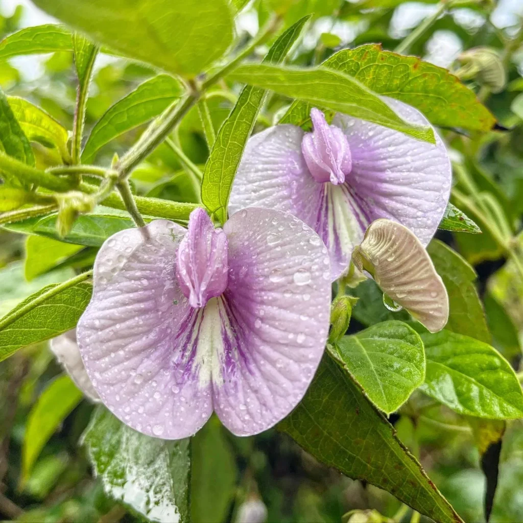 Centrosema Virginianum