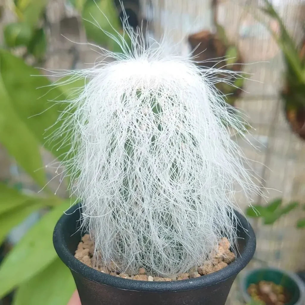 Cephalocereus Senilis