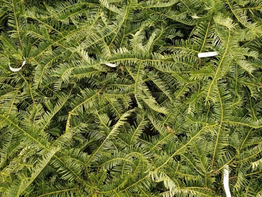 Cephalotaxus Prostrata