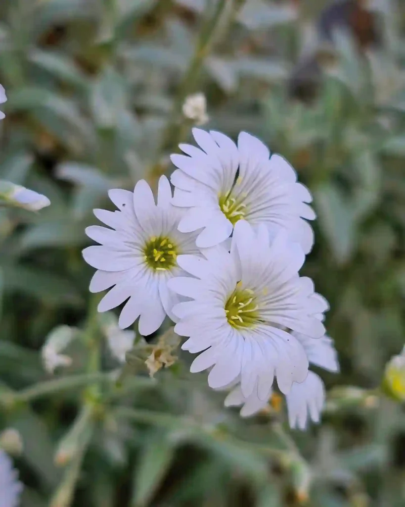 Cerastium Tomentosum