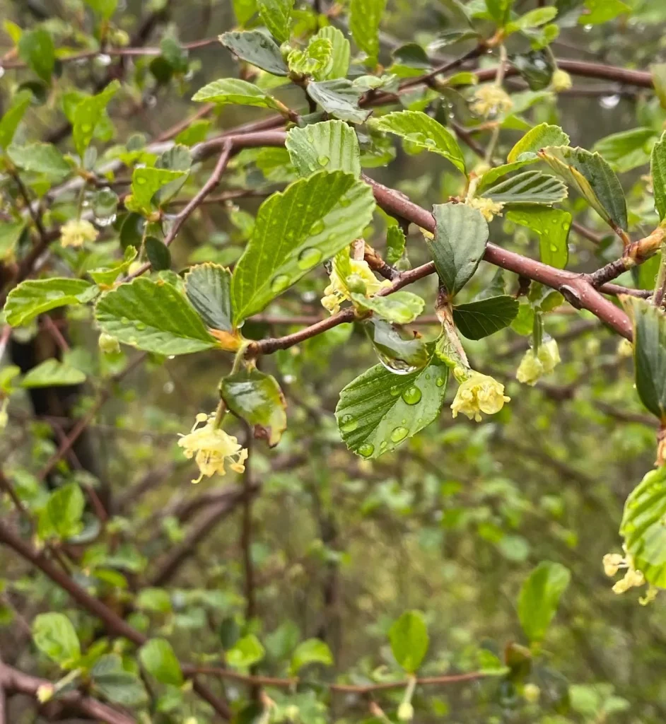 Cercocarpus Betuloides