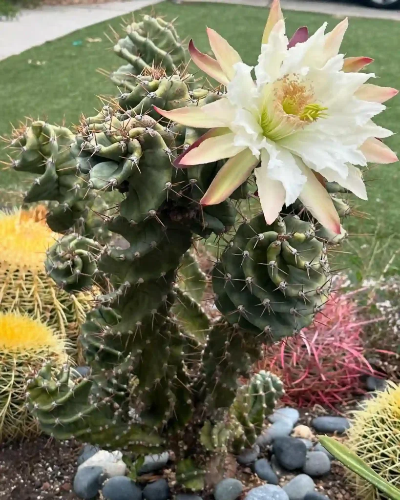 Cereus Forbesii