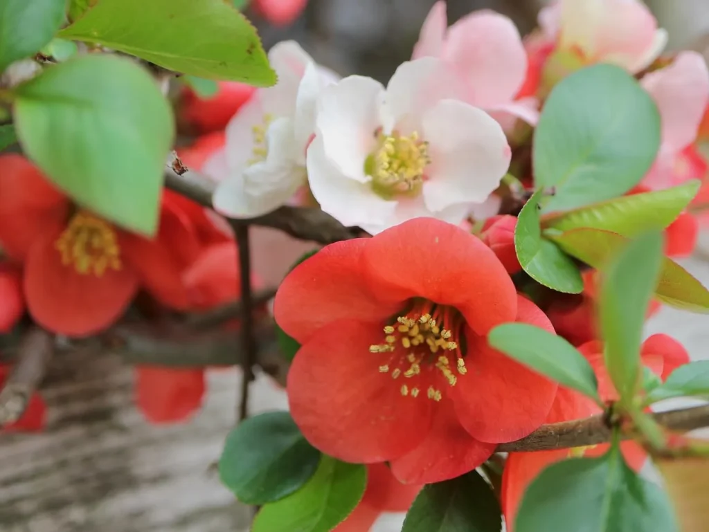 Chaenomeles Speciosa