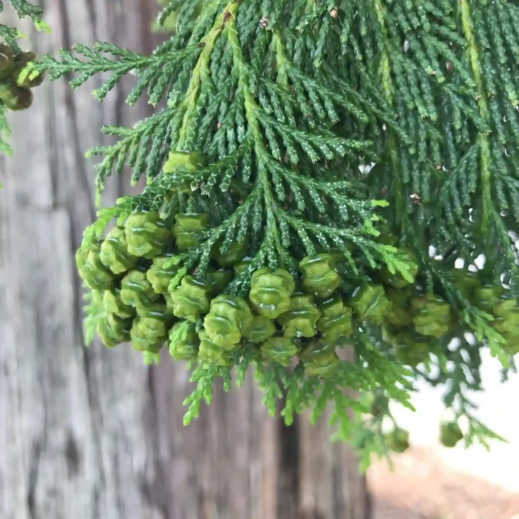 Chamaecyparis Pisifera