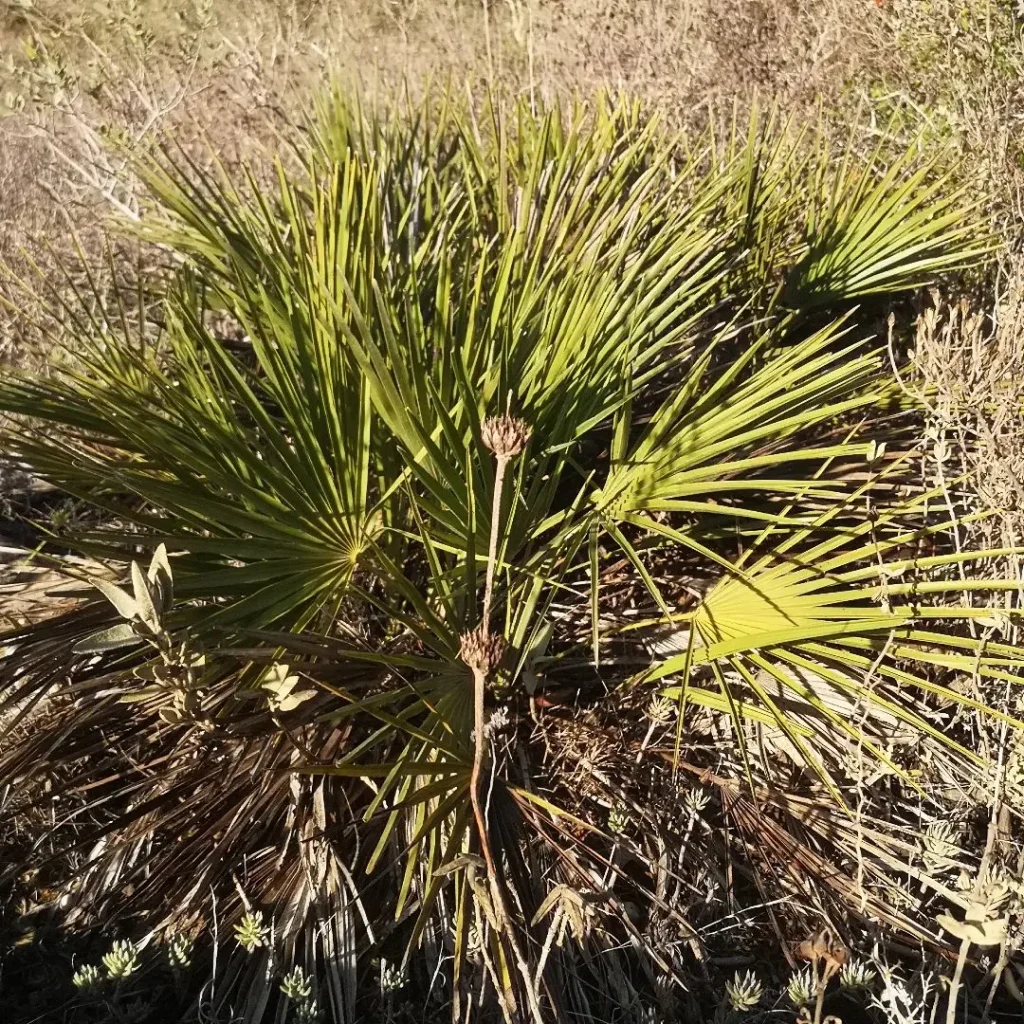 Chamaerops Humilis