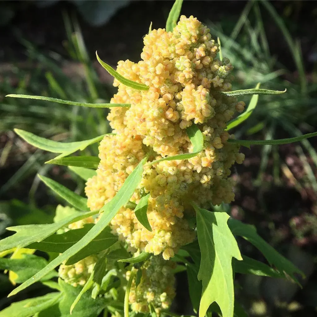 Chenopodium Quinoa