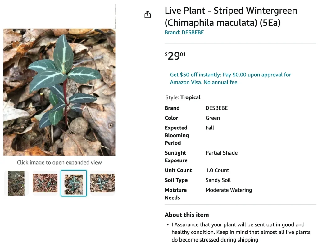 Chimaphila Maculata | Monsteraholic