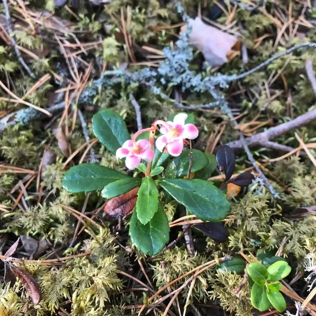 Chimaphila Umbellata