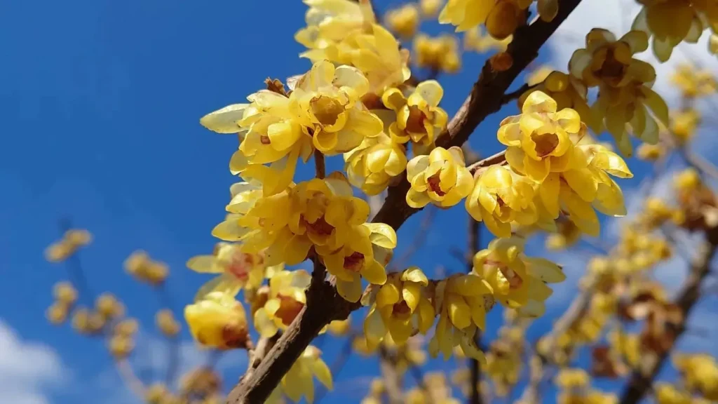 Chimonanthus Praecox