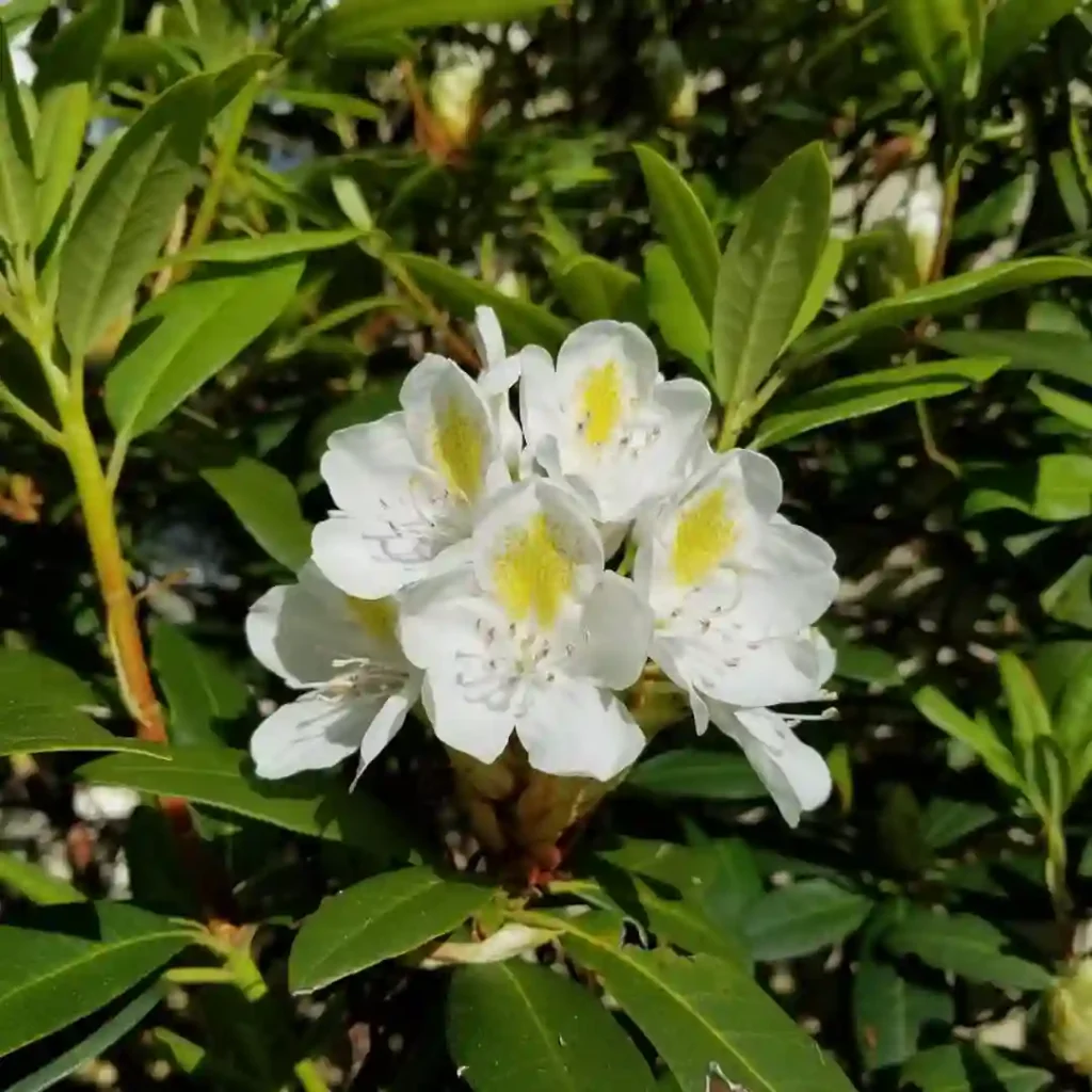 Chionoides Rhododendron