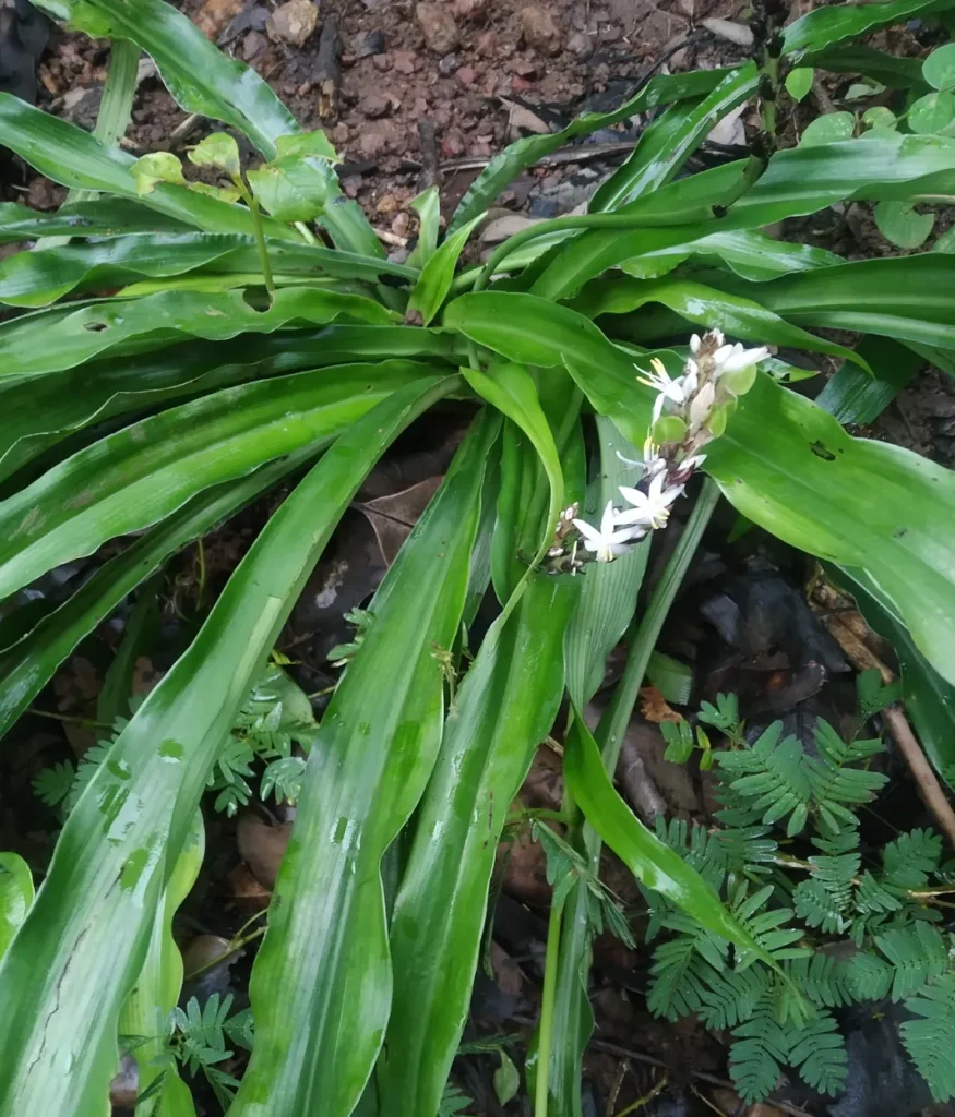 Chlorophytum Borivilianum