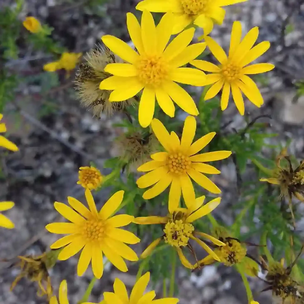 Chrysactinia Mexicana