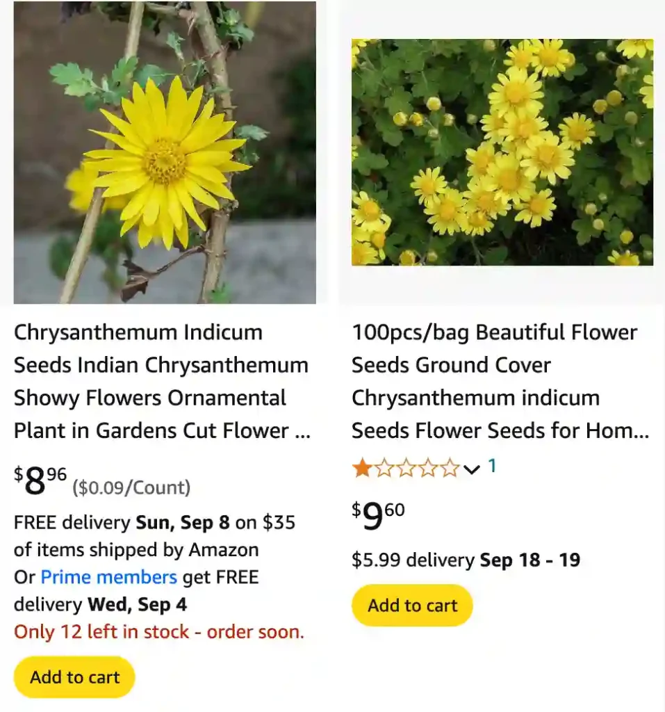 Chrysanthemum Indicum | Monsteraholic